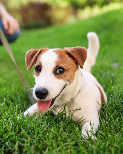 TH-Doggy-Club-Summer-1.jpg